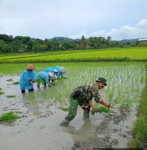 Dukung Ketahanan Pangan, Babinsa Koramil Reok Turun ke Sawah Bantu Petani