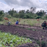 Dari Tugas Teritorial ke Ladang, Babinsa Koramil 1618-02/Miobar Bersama Warga Binaan Rawat Kebun Hortikultura