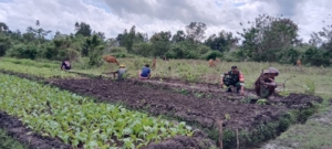 Dari Tugas Teritorial ke Ladang, Babinsa Koramil 1618-02/Miobar Bersama Warga Binaan Rawat Kebun Hortikultura