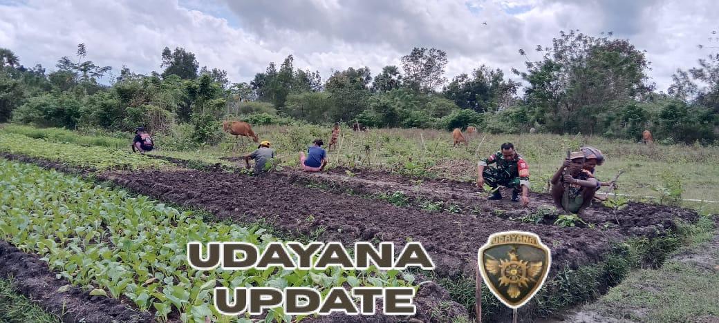 Dari Tugas Teritorial ke Ladang, Babinsa Koramil 1618-02/Miobar Bersama Warga Binaan Rawat Kebun Hortikultura