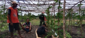 Babinsa Koramil 1618-02/Miobar Bersama Warga Intensifkan Perawatan Tanaman Hortikultura