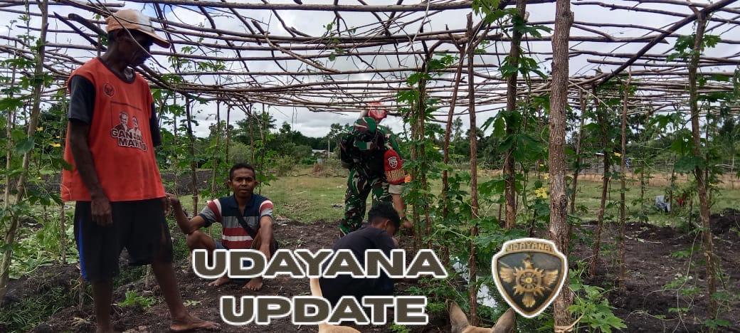 Babinsa Koramil 1618-02/Miobar Bersama Warga Intensifkan Perawatan Tanaman Hortikultura