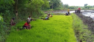 Percepat Masa Tanam, Babinsa Koramil 01/Lewa Turun Langsung Bantu Warga Cabut Bibit Padi