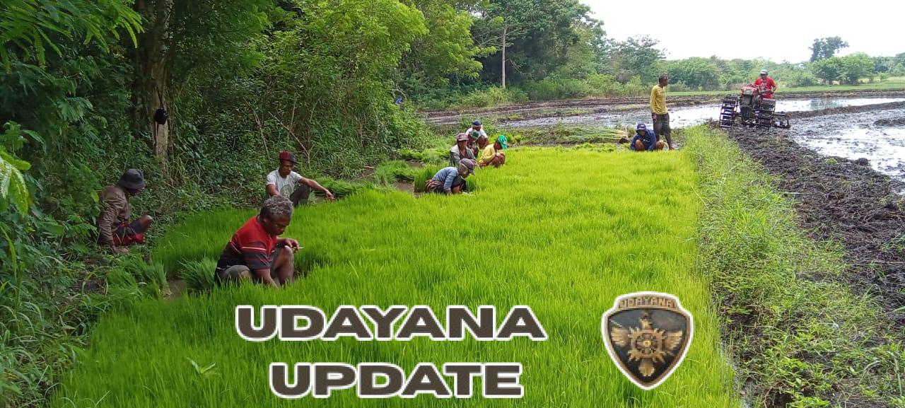 Percepat Masa Tanam, Babinsa Koramil 01/Lewa Turun Langsung Bantu Warga Cabut Bibit Padi