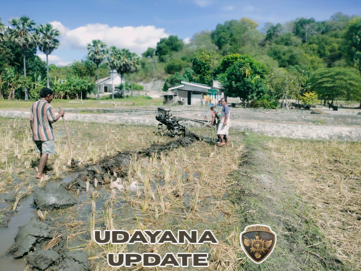 Sertu Darusman Turun ke Sawah, Bantu Persiapan Lahan Semai Padi