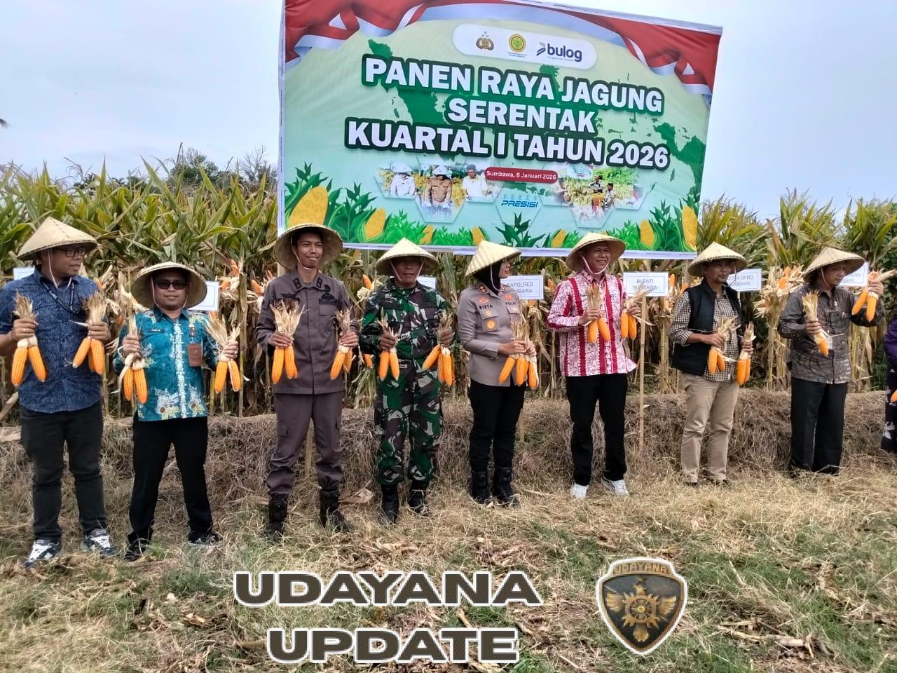 ‎Danramil Utan Wakili Dandim 1607/Sumbawa Hadiri Panen Raya Jagung Serentak