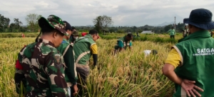 Babinsa Koramil Banjarangkan Bersama PPL Gelar Ubinan Di Subak Penasan