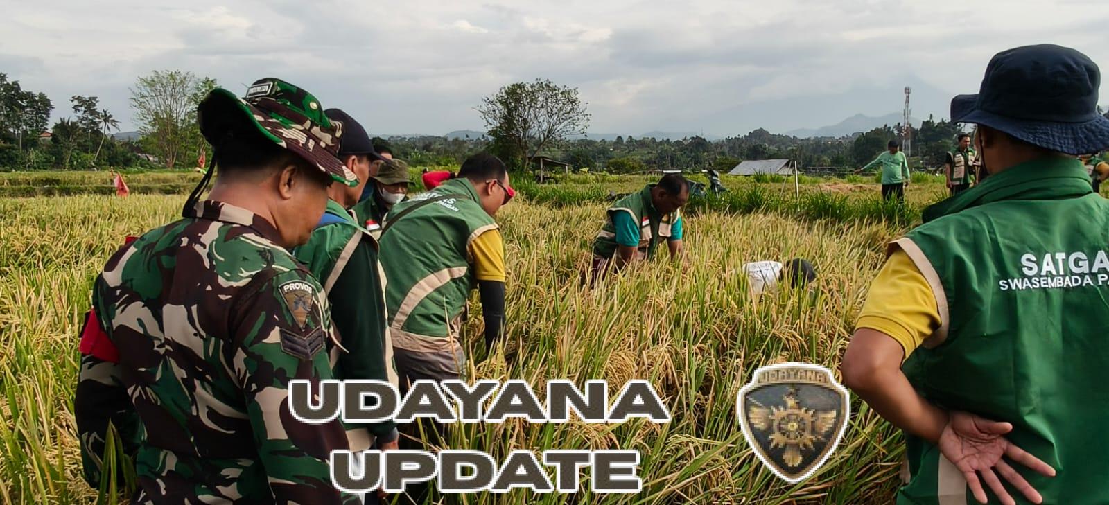 Babinsa Koramil Banjarangkan Bersama PPL Gelar Ubinan Di Subak Penasan