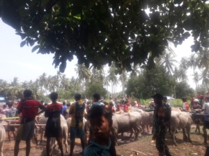 ‎Babinsa Koramil 1607-09/Utan Amankan Kegiatan Karapan Kerbau di Desa Jorok