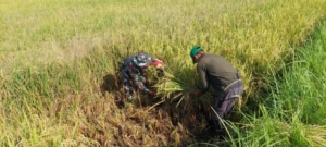 Dukung Ketahanan Pangan, Babinsa Sangkar Agung Kawal Proses Ubinan Padi Bersama BPS