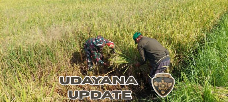 Dukung Ketahanan Pangan, Babinsa Sangkar Agung Kawal Proses Ubinan Padi Bersama BPS
