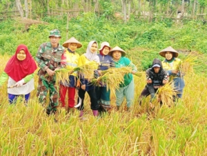 Dukung Ketahanan Pangan, Babinsa Koramil 1607-08/Moyo Hulu Dampingi Panen Padi