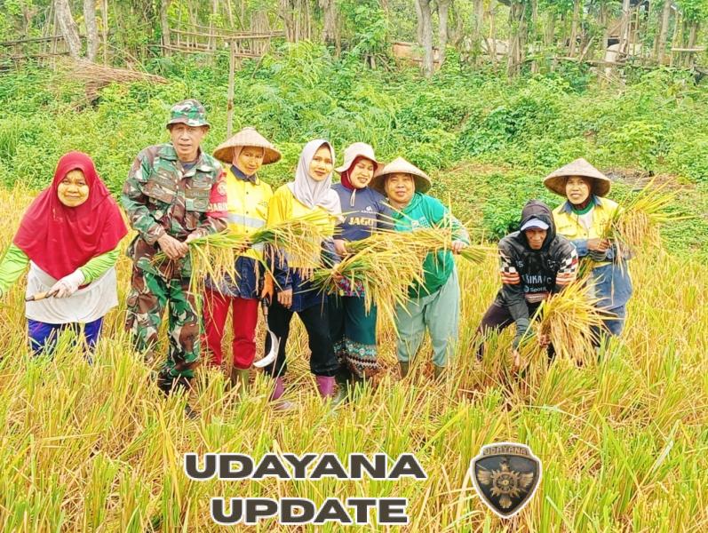 Dukung Ketahanan Pangan, Babinsa Koramil 1607-08/Moyo Hulu Dampingi Panen Padi