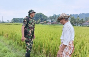 Babinsa Cempaga Komsos Bersama Petani Subak Munggu, Pantau Perkembangan LTT di Wilayah Binaan