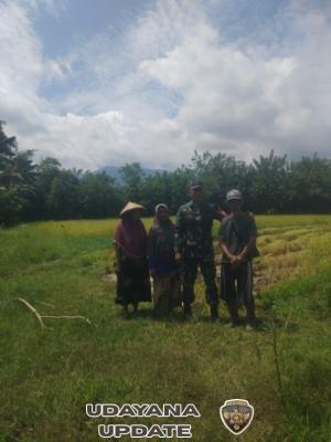 Dukung Ketahanan Pangan Nasional, Babinsa Batu Tering Turun Langsung Dampingi Panen Padi