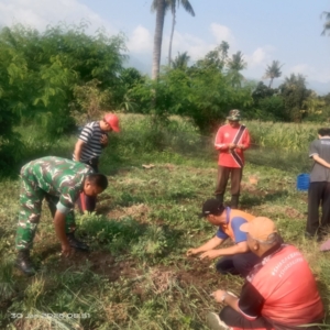 Perkuat Ketahanan Pangan, Babinsa Gerokgak Dampingi Panen Bawang Merah Hasil Dana Desa