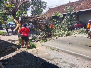 Aparat gabungan Di Klungkung Gelar Penanganan Musibah Pohon Tumbang