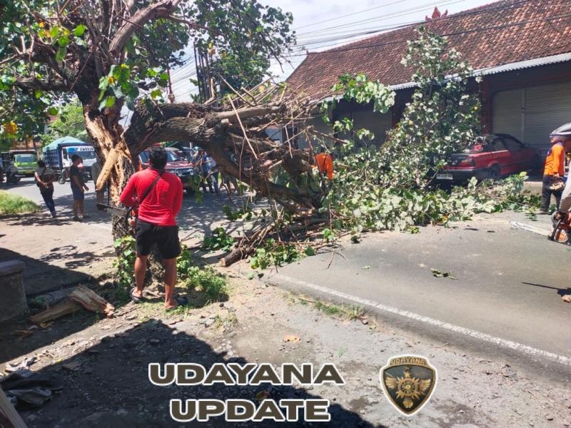 Aparat gabungan Di Klungkung Gelar Penanganan Musibah Pohon Tumbang