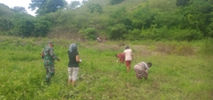 Dukung Ketahanan Pangan, Sertu Nur Bawon Dampingi Petani Tanam Jagung