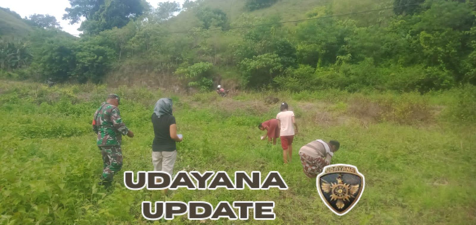 Dukung Ketahanan Pangan, Sertu Nur Bawon Dampingi Petani Tanam Jagung