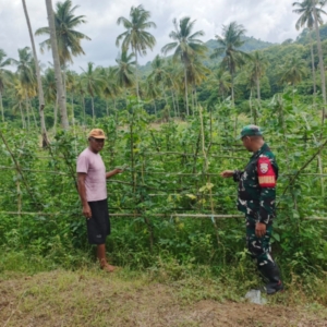 TNI Hadir untuk Petani, Babinsa Dampingi Kegiatan Petani Tomat di Desa Bari