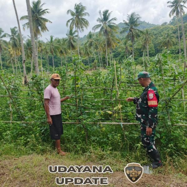 TNI Hadir untuk Petani, Babinsa Dampingi Kegiatan Petani Tomat di Desa Bari