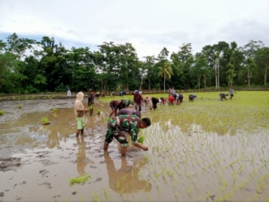 Babinsa Serka Ramli Turun ke Sawah Dampingi Petani Desa Sodana