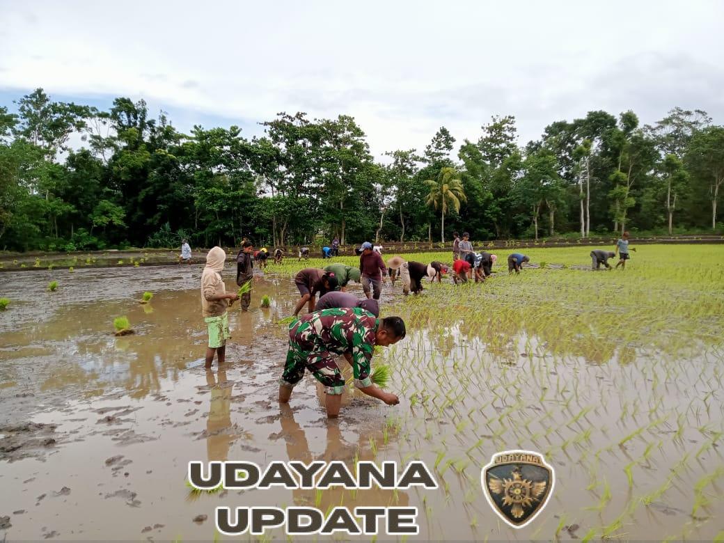 Babinsa Serka Ramli Turun ke Sawah Dampingi Petani Desa Sodana