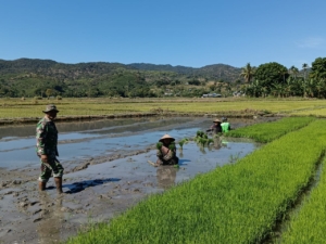 Dukung Ketahanan Pangan, Babinsa Elar Dampingi Petani Panen Bibit Padi