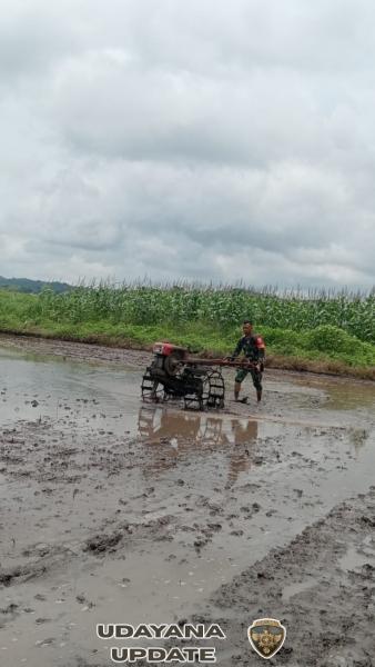 Dukung Ketahanan Pangan, Babinsa Koramil 01/Lewa Turun ke Sawah
