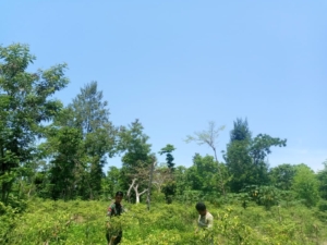 Dukung Ketahanan Pangan, Babinsa Bantu Panen Lombok di Desa Nggongi