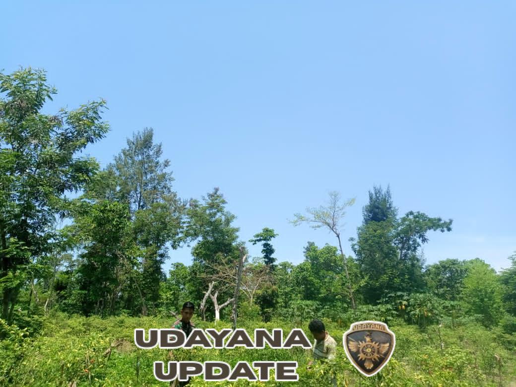 Dukung Ketahanan Pangan, Babinsa Bantu Panen Lombok di Desa Nggongi