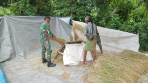 Dukung Ketahanan Pangan, Babinsa Koramil 02/Talibura Terlibat Perontokan Padi Bersama Petani