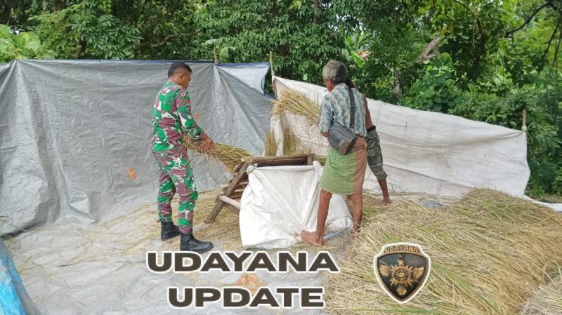 Dukung Ketahanan Pangan, Babinsa Koramil 02/Talibura Terlibat Perontokan Padi Bersama Petani