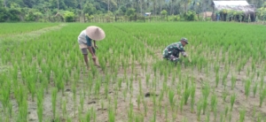 Babinsa Koramil 1630-03/MP Dampingi Petani Desa Bari Bersihkan Gulma Padi
