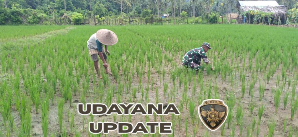 Babinsa Koramil 1630-03/MP Dampingi Petani Desa Bari Bersihkan Gulma Padi