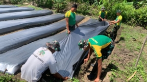 Wujud Gotong Royong di Perbatasan, Pos Lakmars Dampingi Petani Tomat