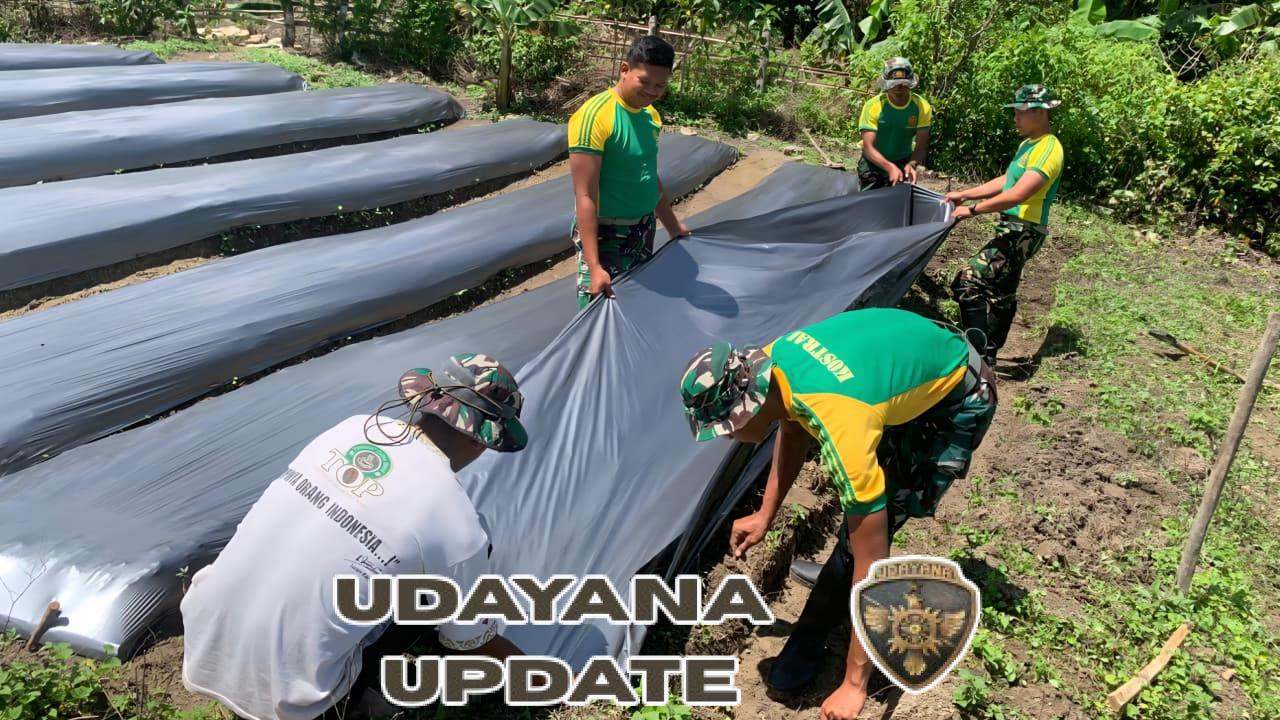 Wujud Gotong Royong di Perbatasan, Pos Lakmars Dampingi Petani Tomat