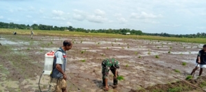 Wujud Kepedulian TNI, Babinsa Koramil 01/Lewa Dampingi Petani Tanam Padi