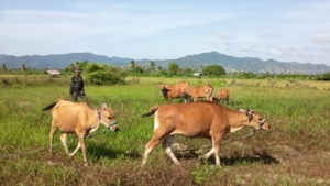 Kompi Peternakan Yonif TP 834/Wakanga Mere Dukung Ketahanan Pangan Nasional