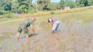 Dukung Ketahanan Pangan, Babinsa Elar Turun Langsung Bantu Petani