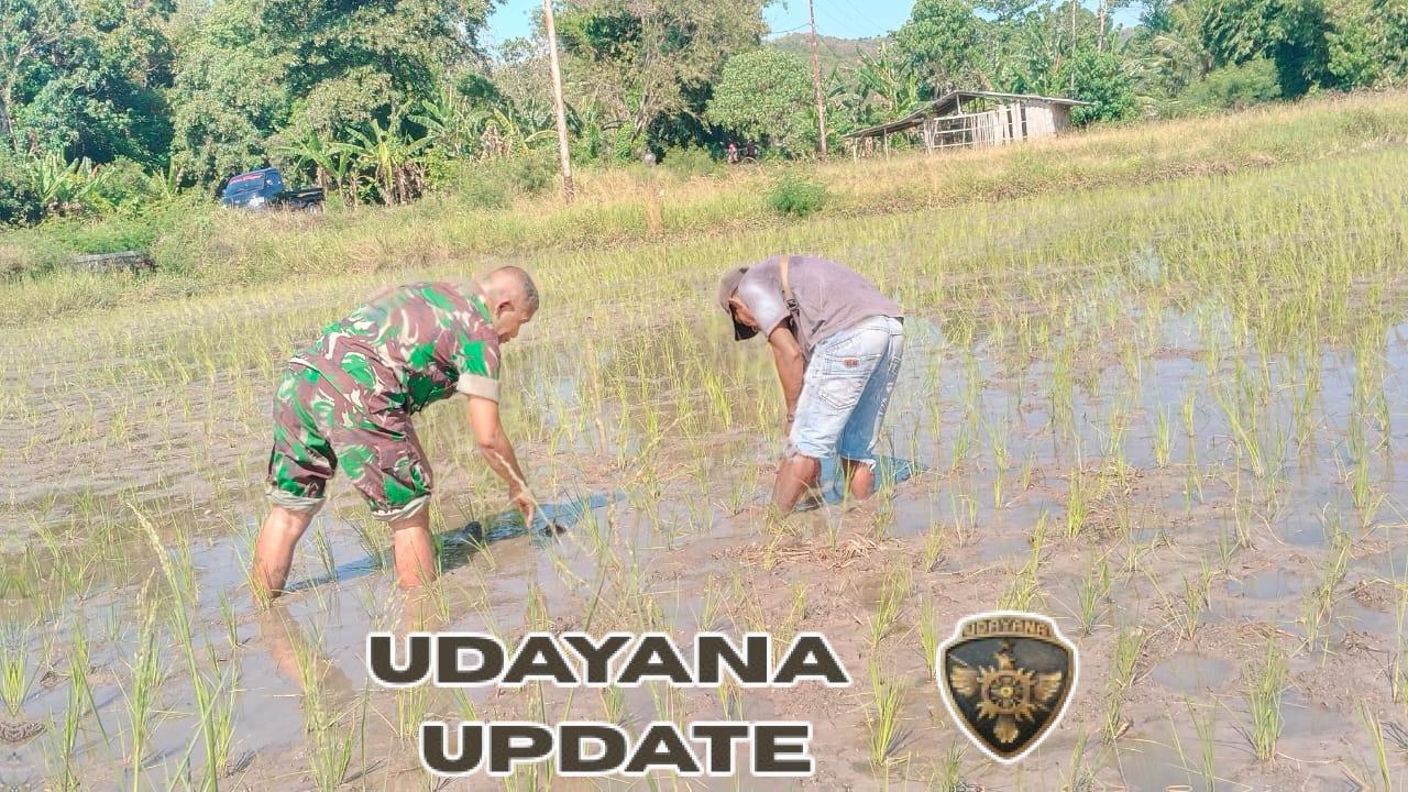 Dukung Ketahanan Pangan, Babinsa Elar Turun Langsung Bantu Petani