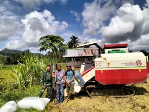 Dukung Ketahanan Pangan Daerah, Babinsa dan PPL Kawal Panen Padi di Kalimantong
