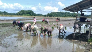 Dukung Ketahanan Pangan, Serma Suherman Turun ke Sawah Bersama Petani