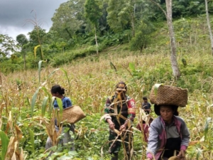 Dukung Ketahanan Pangan, Babinsa Loli Turun Langsung Bantu Petani