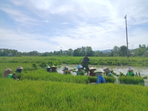 Turun Langsung ke Sawah, Babinsa Koramil 1612-04/Elar Dukung Pertanian Desa Golo Lijun
