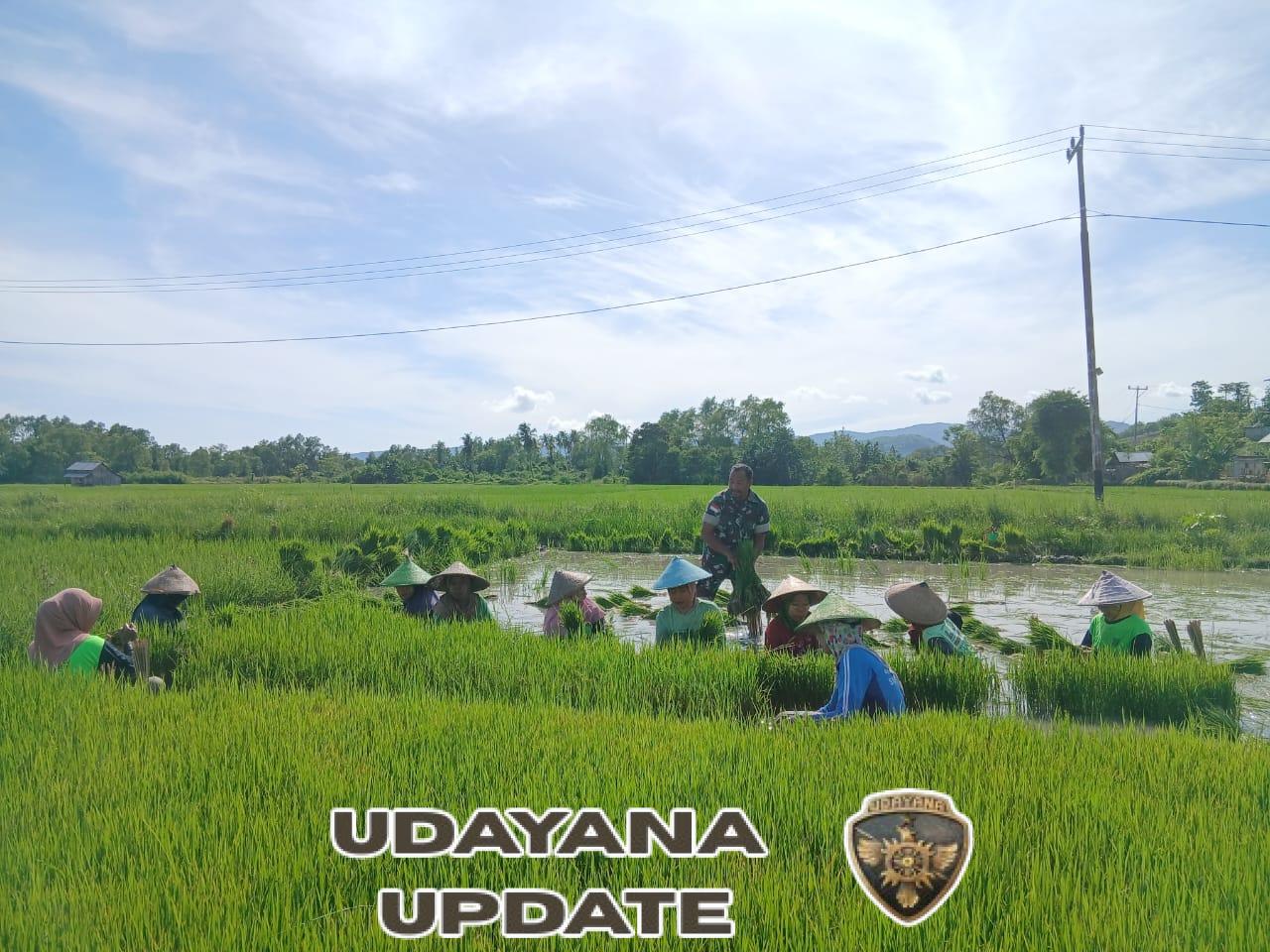 Turun Langsung ke Sawah, Babinsa Koramil 1612-04/Elar Dukung Pertanian Desa Golo Lijun
