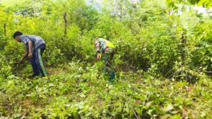 Babinsa Pantai Baru Dampingi Pengerjaan KDKMP di Desa Serubeba