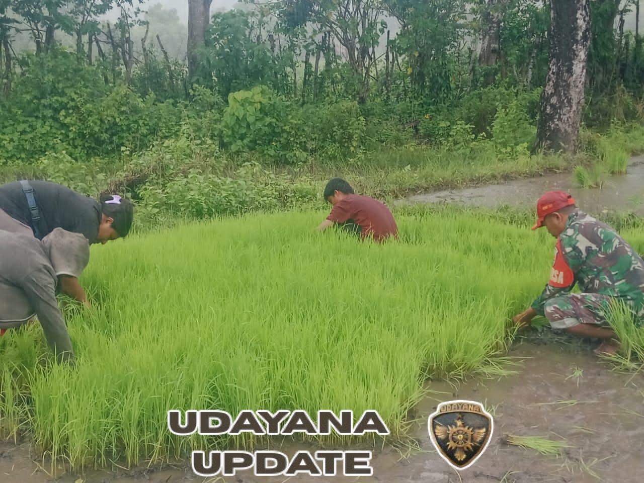 Wujud Kepedulian TNI, Babinsa Karera Bantu Petani Persiapan Tanam Padi