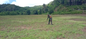 Wujud Kepedulian TNI, Babinsa Tabundung Turun Langsung Bantu Petani Padi Ladang